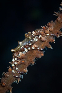 Only a mother could love a Xeno Crab...  Canon 20D 100mm ... by Mick Tait 
